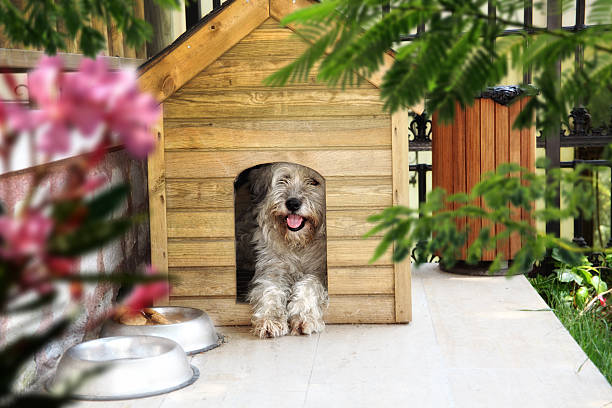 Uncover The Attributes Of Exceptional Dog Boarding Residences Right here