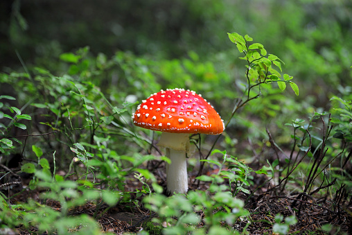 Lawful use of hallucinogenic mushroom (champignon hallucinogène)