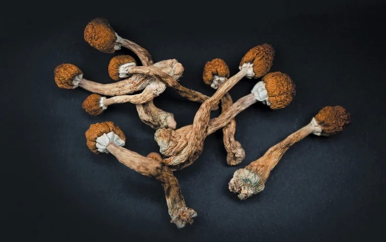 Information about magic fresh mushrooms