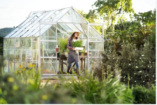 The Top 4 Challenging Crops To Grow In Your Greenhouse