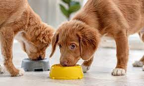 Essential Nutrients for Losing Canines: What you ought to Know
