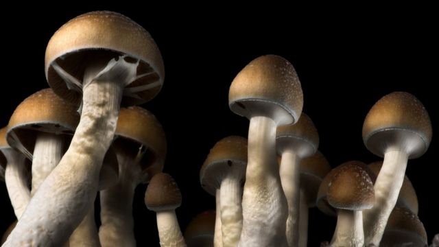 Buy Shrooms DC: A Journey into the Psychedelic Underground
