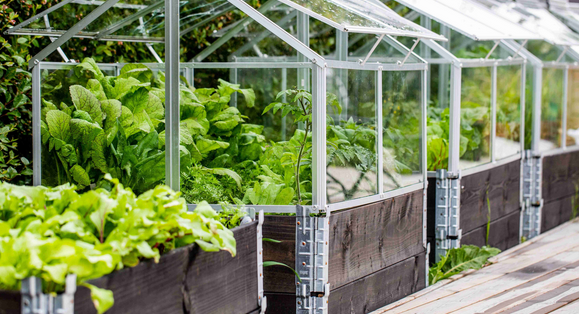 Glasshouse Grandeur: A Symphony of Greenhouse Beauty