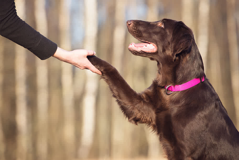 Train Your Dog: A Comprehensive Guide to Canine Obedience