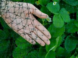 Maximizing Garden Success: The Essential Role of Garden Netting